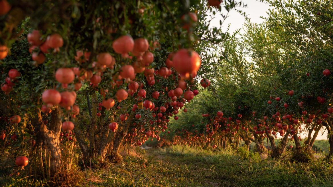 Granadas en Kfar Ajim en Israel. Este fruto tiene importantes beneficios para la salud. Foto: Israel21c.