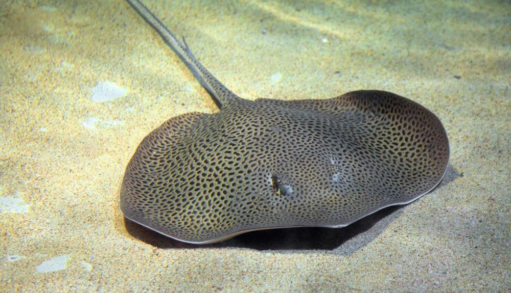 Las especies amenazadas de tiburones y rayas están sobreexplotadas. Las especies amenazadas de tiburones y rayas están sobreexplotadas.