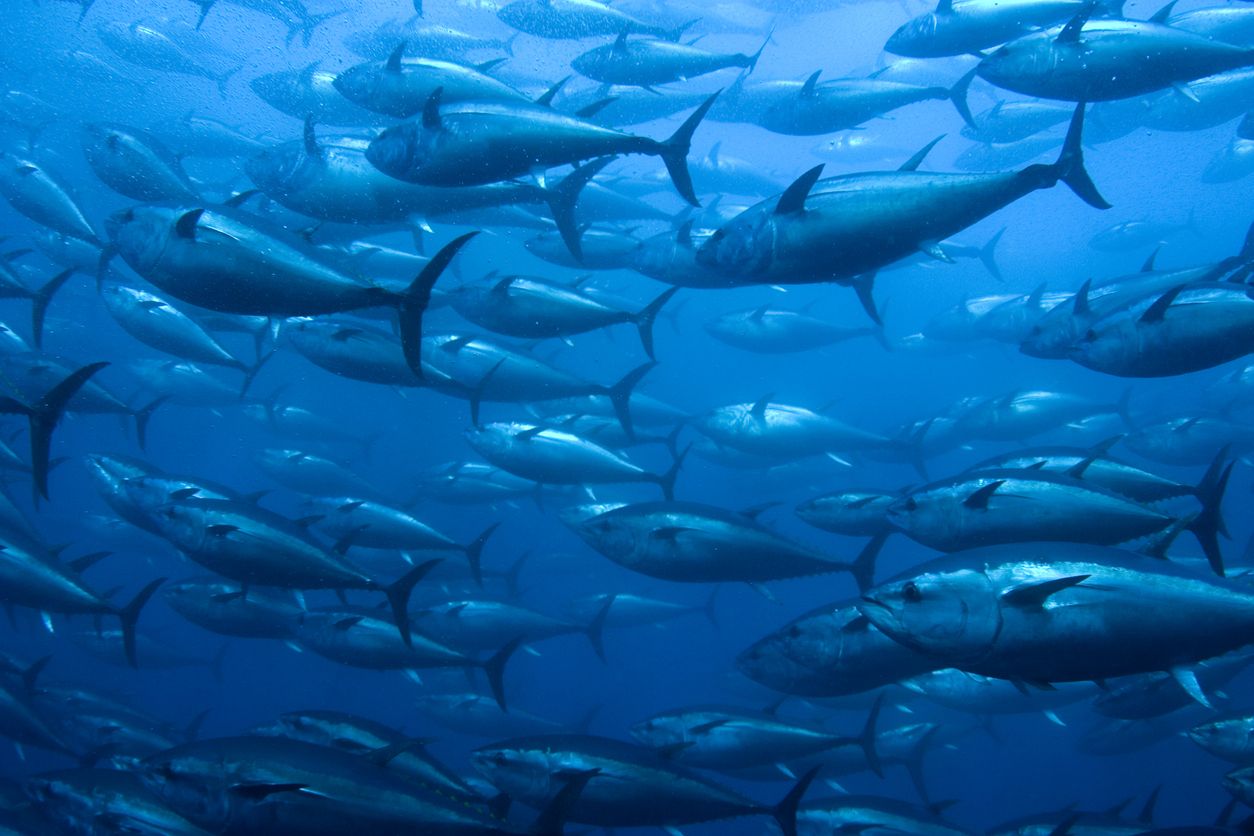 Varias especies de atunes se recuperan gracias a las cuotas de pescas regionales.