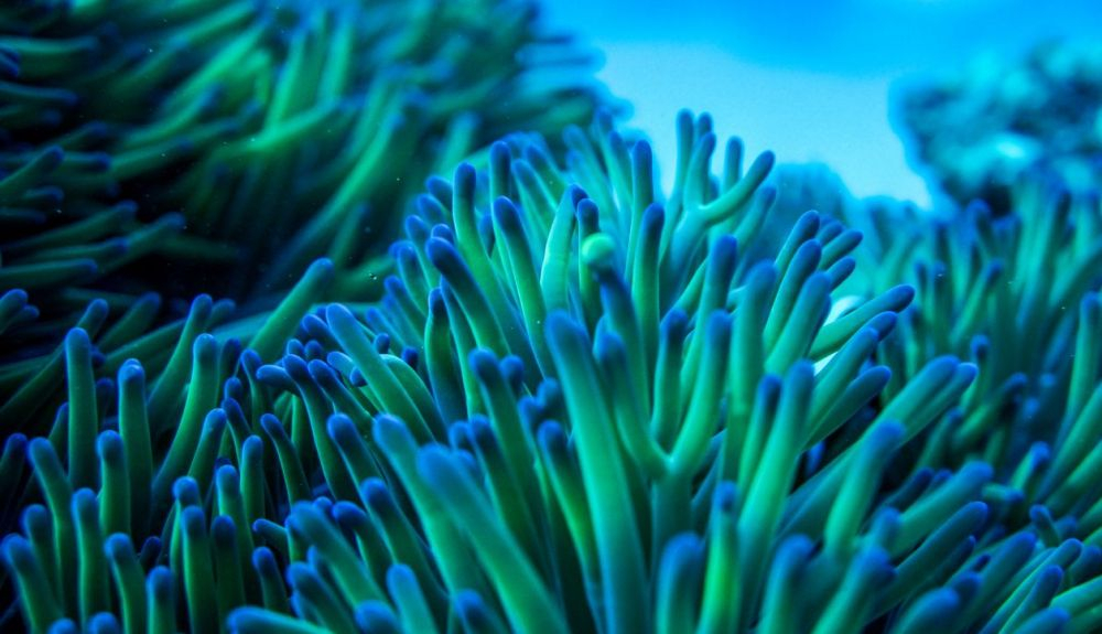 Una anémona en un arrecife de la Gran Barrera de Coral. Una anémona en un arrecife de la Gran Barrera de Coral.