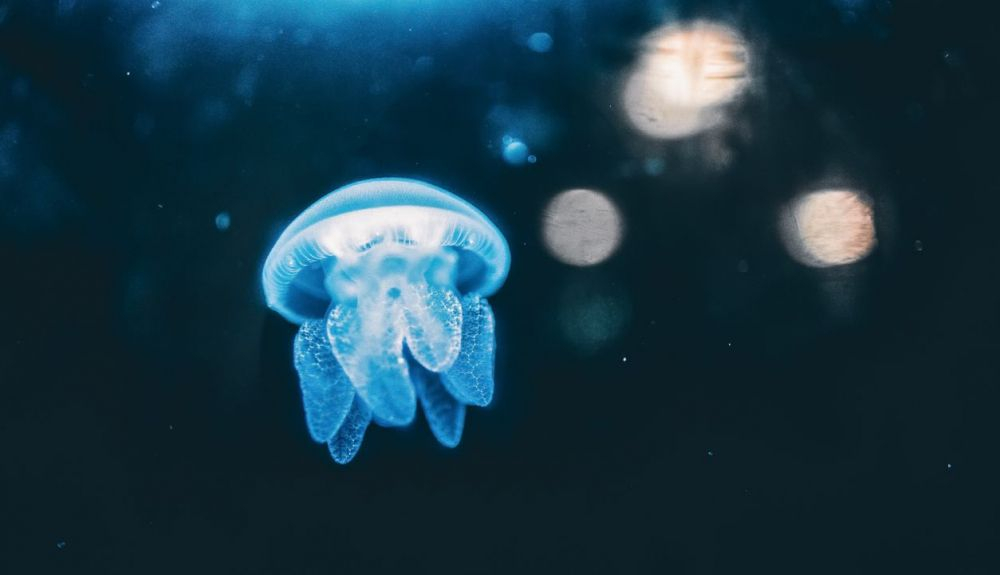 Muchas medusas tienen cuatro brazos orales que se extienden por debajo de su cuerpo. Muchas medusas tienen cuatro brazos orales que se extienden por debajo de su cuerpo.
