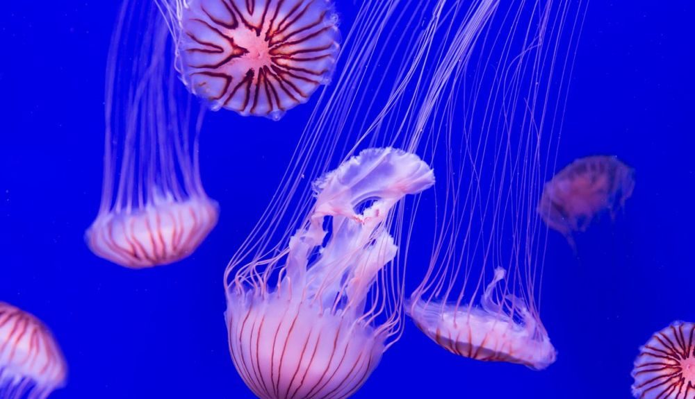 Algunos cnidarios solo exhiben la forma de medusa a lo largo de su vida. Algunos cnidarios solo exhiben la forma de medusa a lo largo de su vida.