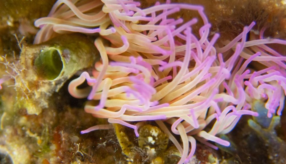 Las anémonas son cnidarios que tienen un saco interno para la digestión que se llama cavidad gastrovascular Las anémonas son cnidarios que tienen un saco interno para la digestión que se llama cavidad gastrovascular