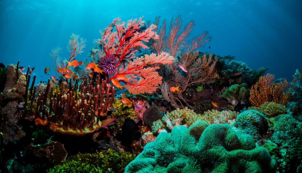 Los espiroquistes son cnidea que se encuentran en algunos corales y anémonas de mar Los espiroquistes son cnidea que se encuentran en algunos corales y anémonas de mar