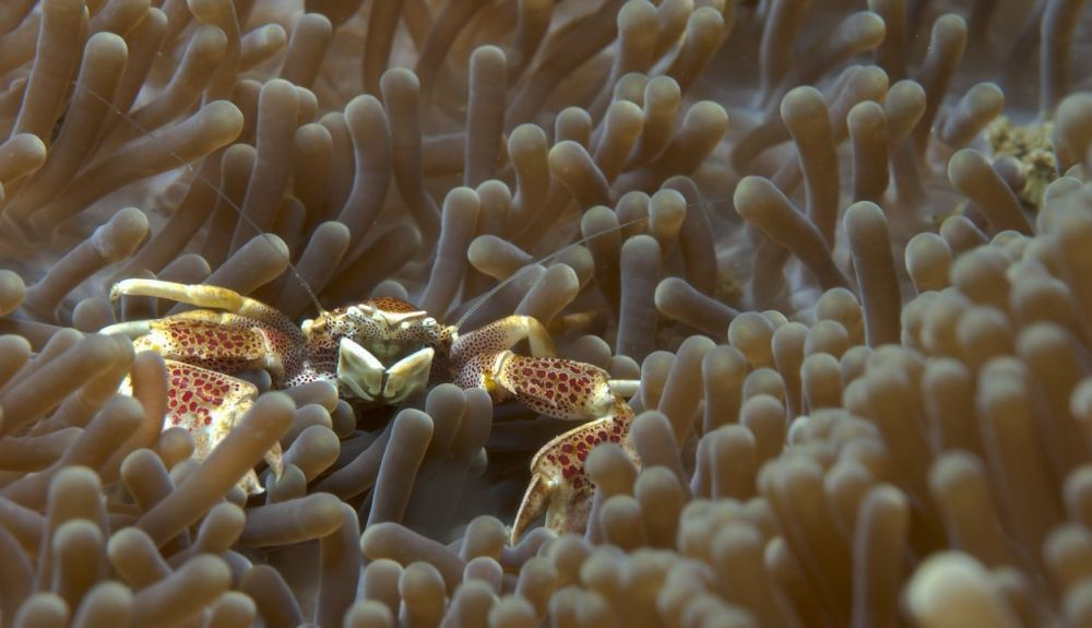 Los cnidarios se alimentan de peqeuños crustáceos. Los cnidarios se alimentan de peqeuños crustáceos.