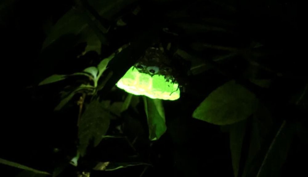 Un nido de avispas de papel, en un bosque del norte de Vietnam por la noche Un nido de avispas de papel, en un bosque del norte de Vietnam por la noche