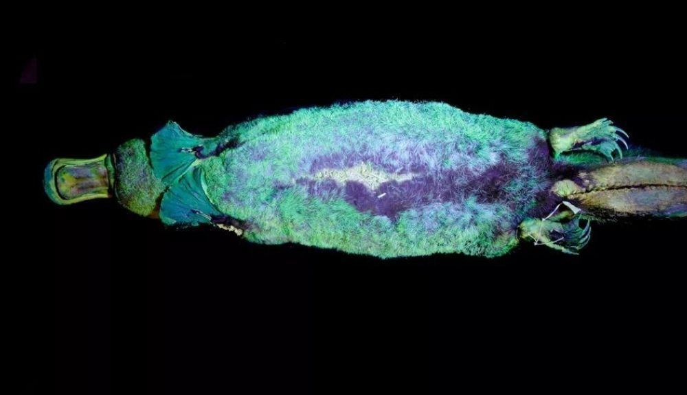 El ornitorrinco es uno de los animales que brillan en la oscuridad. El ornitorrinco es uno de los animales que brillan en la oscuridad.