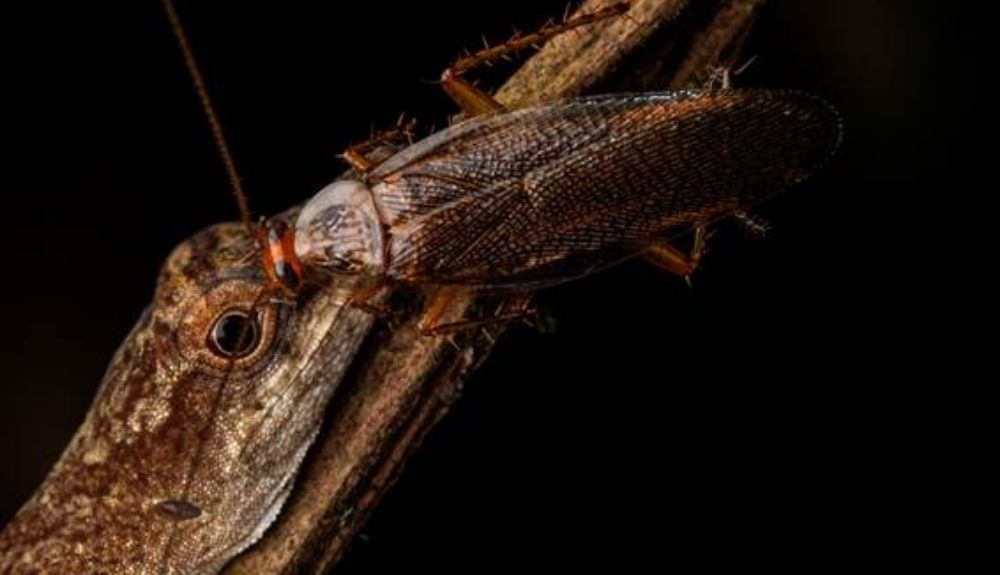 Fotografía de una cucaracha bebiendo las lágrimas tomada en marzo de 2019 en la Amazonía ecuatoriana