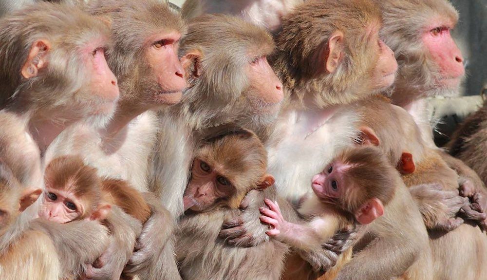 Hembras de macacos Rhesus con crías en el Centro Nacional de Investigación de Primates de California. La temporada de cría de 2018 coincidió con el pico de humo de los incendios forestales del Camp Fire, con una tasa reducida de nacimientos vivos en la pr