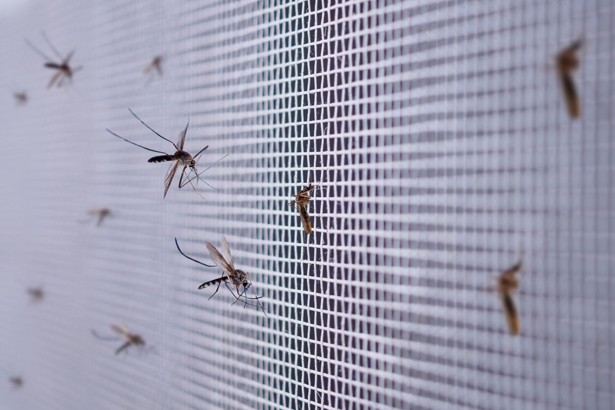 Bill Gate ha financiado la creación de mosquitos modificados genéticamente para combatir la malaria.