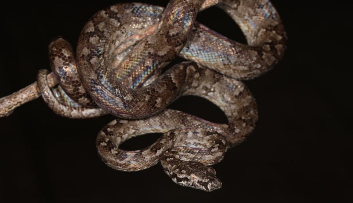 Se descubre una nueva especie de boa pequeña en una parte remota de la República Dominicana.