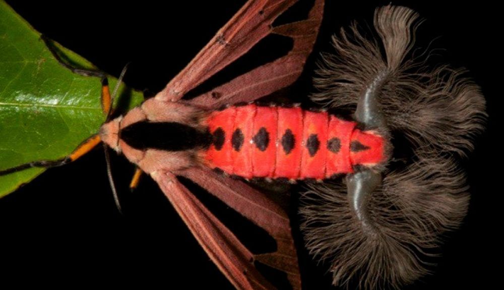 La Creatonotos Gangis es una polilla relativamente común.