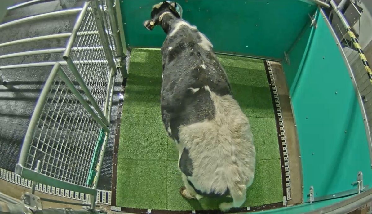 Una imagen del vídeo donde se puede apreciar cómo la vaca va al baño.