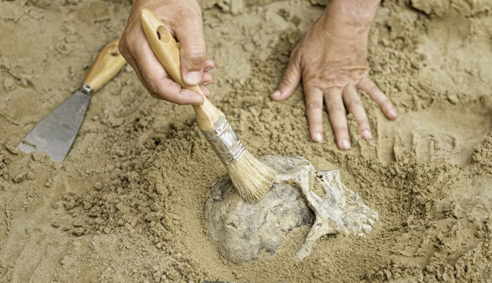 Los paleoantropólogos han acumulado muchos miles de fósiles procedentes de África. Los paleoantropólogos han acumulado muchos miles de fósiles procedentes de África.