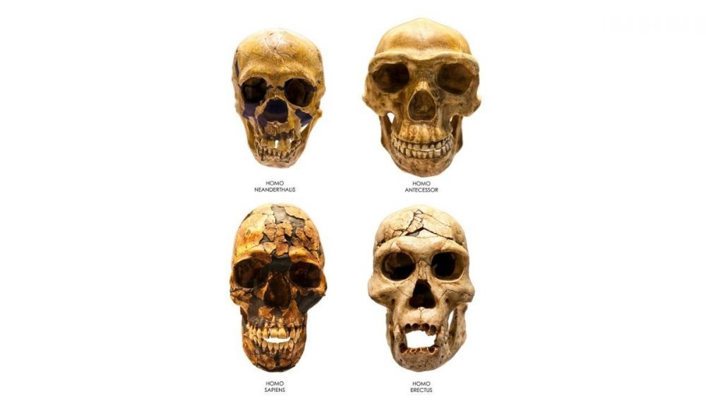 los homínidos eran diversos, con algunas especies superpuestas tanto en el tiempo como en el lugar. los homínidos eran diversos, con algunas especies superpuestas tanto en el tiempo como en el lugar.