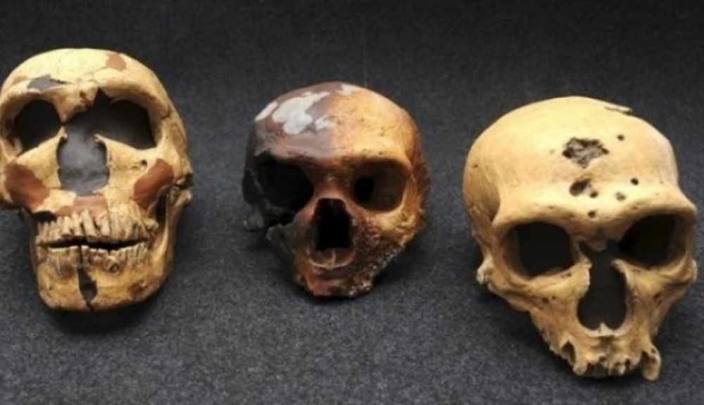 En algunos lugares, Homo erectus persistió durante mucho tiempo; en otros lugares, aparecieron nuevos grupos, como los neandertales (H. neanderthalensis) en Europa y Asia. En algunos lugares, Homo erectus persistió durante mucho tiempo; en otros lugares, aparecieron nuevos grupos, como los neandertales (H. neanderthalensis) en Europa y Asia.