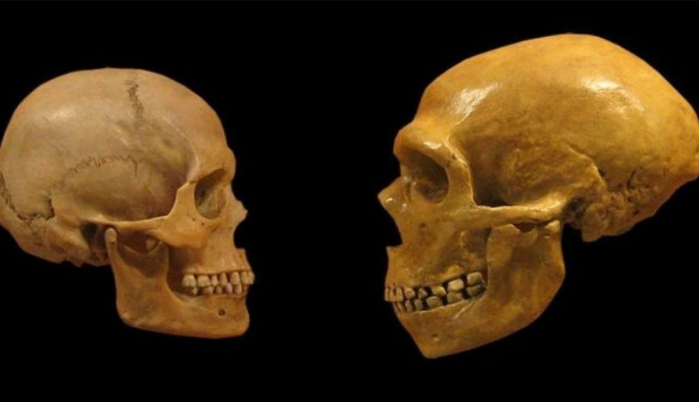 Cráneos de Homo sapiens. Cráneos de Homo sapiens.