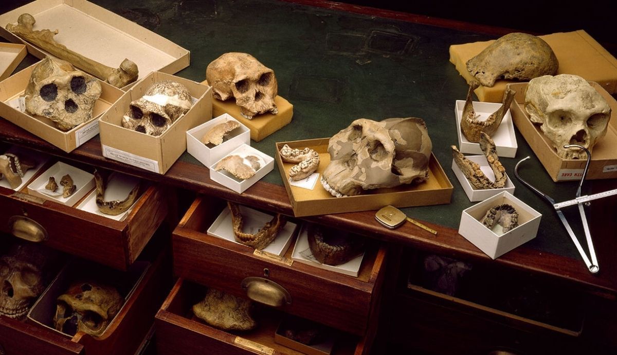 Un siglo de estudios de fósiles y ADN ha comenzado a explicar cómo y dónde evolucionó el Homo sapiens y nuestros parientes. Foto: ScienceNews.