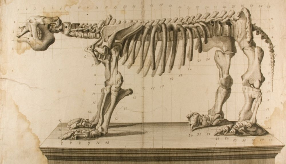 Lámina del dibujo del perezoso gigante, de Juan Bautista Bru. Lámina del dibujo del perezoso gigante, de Juan Bautista Bru.