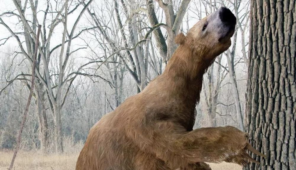 El perezoso terrestre gigante era un herbívoro y prefería vivir en bosques a lo largo de ríos o lagos. El perezoso terrestre gigante era un herbívoro y prefería vivir en bosques a lo largo de ríos o lagos.