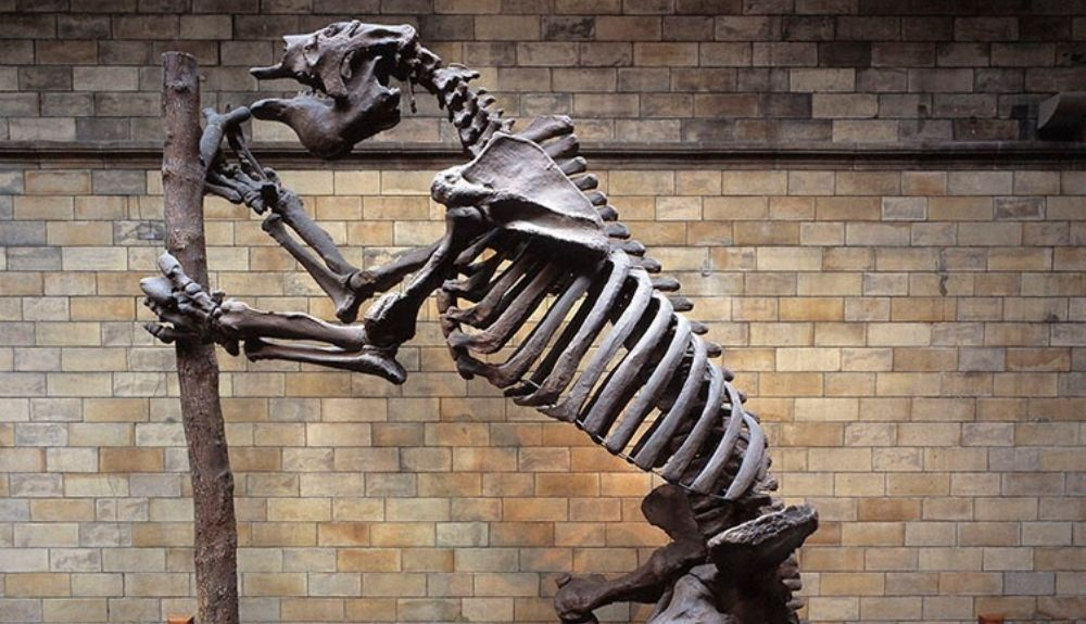 El esqueleto completo de Megatherium que se exhibe en el Museo de Fossil Way muestra la altura que alguna vez tuvieron El esqueleto completo de Megatherium que se exhibe en el Museo de Fossil Way muestra la altura que alguna vez tuvieron