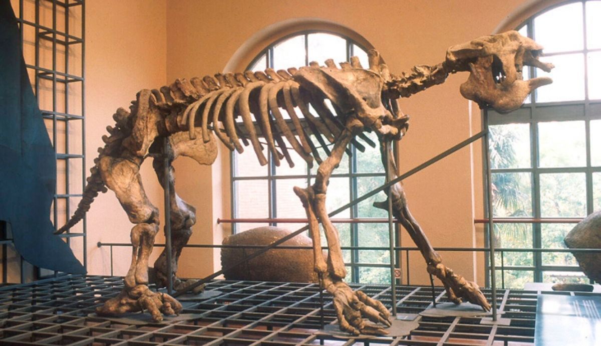 El Museo Nacional de Ciencias Naturales, en Madrid, exhibe el esqueleto original del primer perezoso gigante hallado en Argentina.