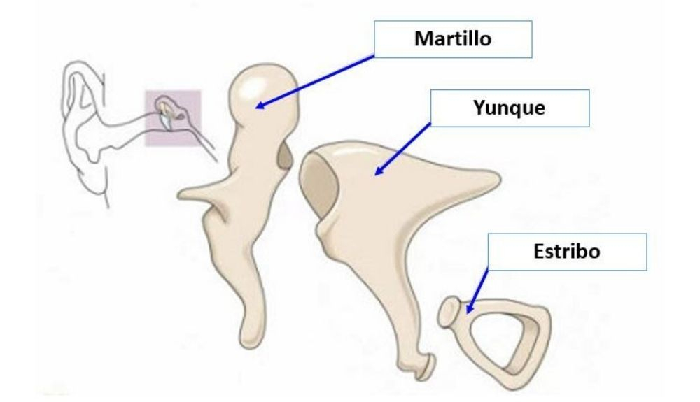 Los tres huesecillos del oído medio.