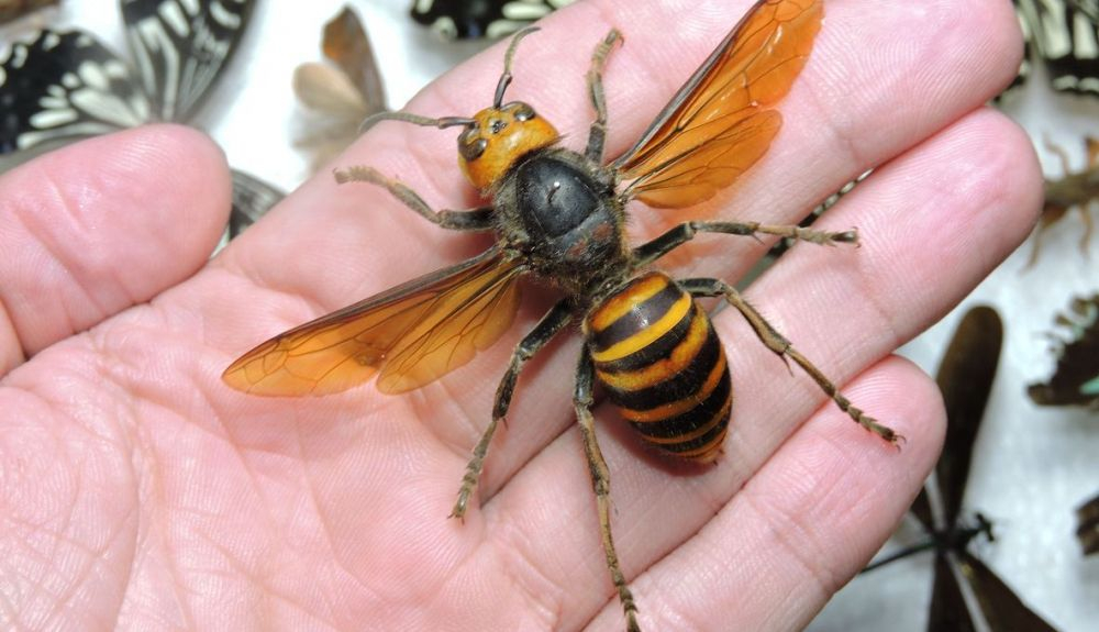 Ejemplar de avispón gigante. Ejemplar de avispón gigante.