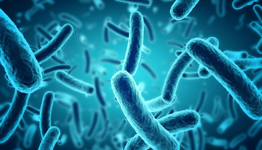 Sin los microscopios no hubiéramos sabido de la existencia de virus y bacterias Sin los microscopios no hubiéramos sabido de la existencia de virus y bacterias