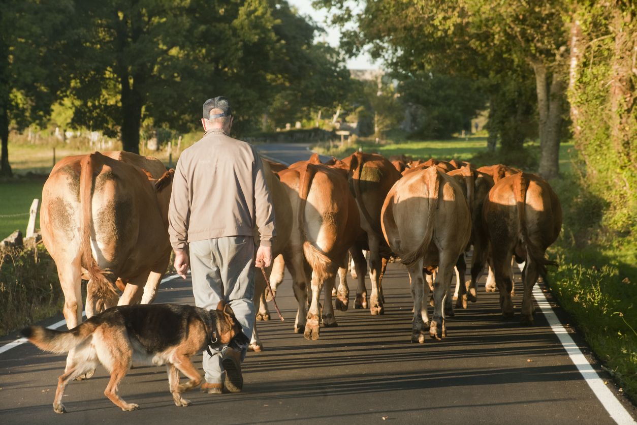 Ganadero, en la provincia de Lugo (Galicia). El sector vacuno ha mostrado su compromiso con el consumidor y el medio ambiente. Foto: IStock.