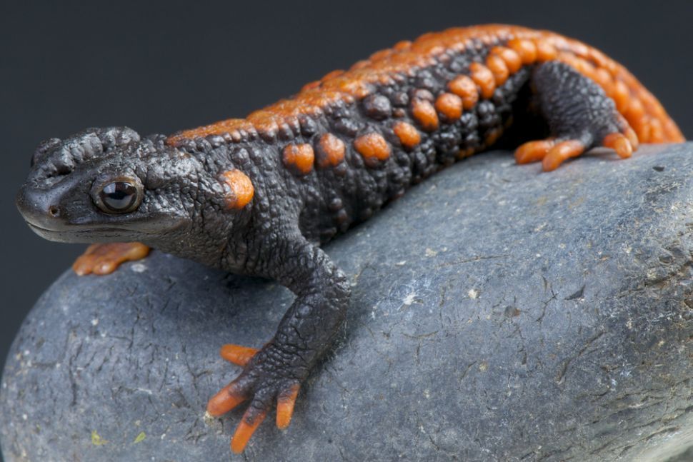 Un tritón cocodrilo. Entre las curiosidades de los tritones ese encuentra su capacidad para regenerarse. Foto: IStock.