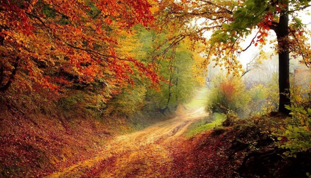 Típica imagen del otoño Típica imagen del otoño