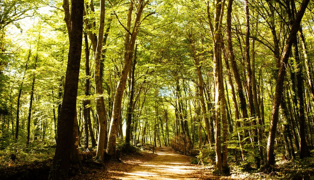 Se trata de tomar decisiones dirigidas a promover una gestión sostenible de los bosques. Se trata de tomar decisiones dirigidas a promover una gestión sostenible de los bosques.