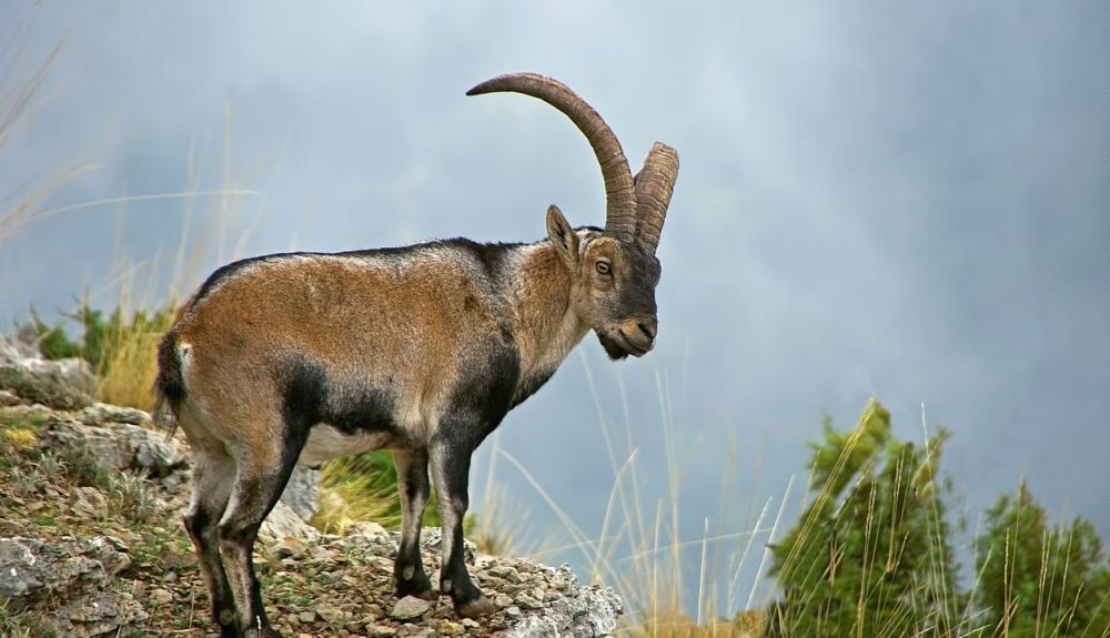 Cabra hispáncia pyrenaica, en las Sierras de Cazorla, Segura y Las Villas Cabra hispáncia pyrenaica, en las Sierras de Cazorla, Segura y Las Villas