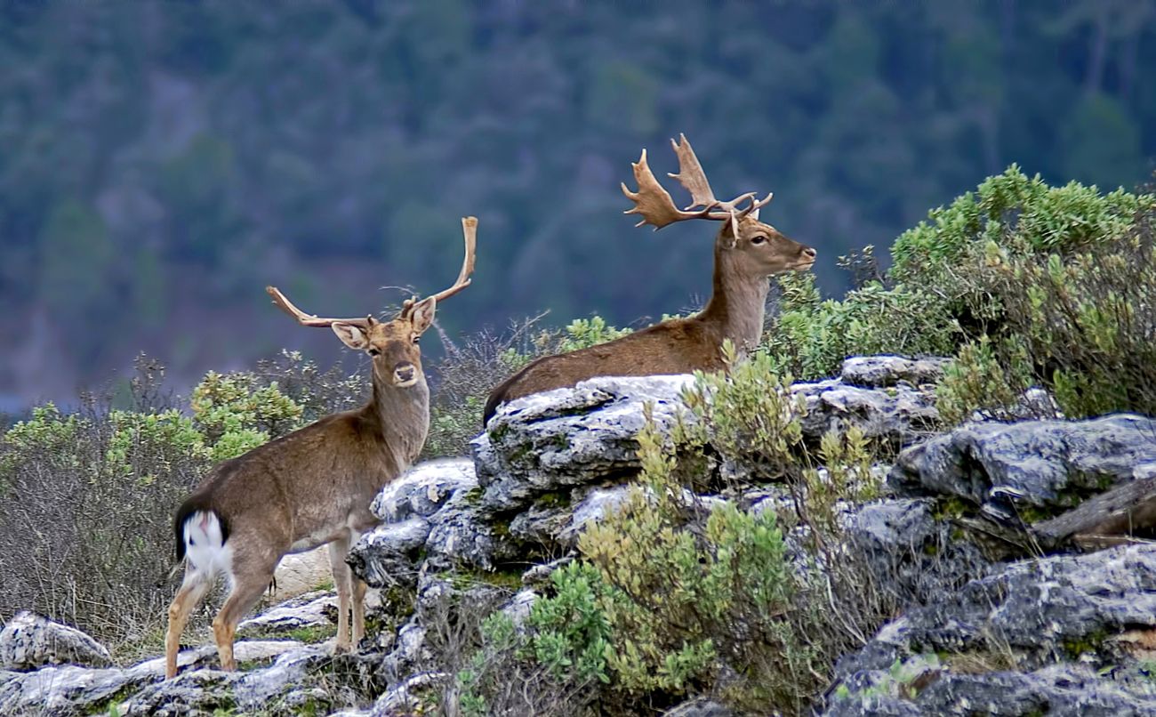 El informe presentado mide el valor de los bosques complejos. Foto: IStock.