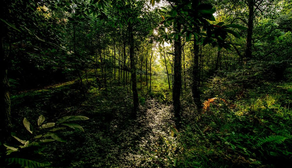 En los bosques complejos pueden convivir varias especies o predominar una sola. Javier Lobón Robira En los bosques complejos pueden convivir varias especies o predominar una sola. Javier Lobón Robira