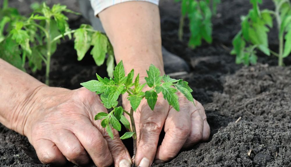 Cuando la empresa ofreció plántulas gratuitas para cultivar en huertos familiares, recibió alrededor de 5.000 solicitudes Cuando la empresa ofreció plántulas gratuitas para cultivar en huertos familiares, recibió alrededor de 5.000 solicitudes