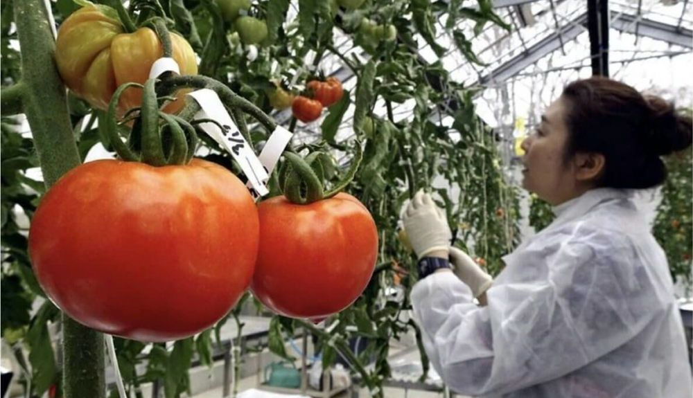 La tecnología de edición de genes usada con los tomates permite alterar a voluntad el genoma. La tecnología de edición de genes usada con los tomates permite alterar a voluntad el genoma.