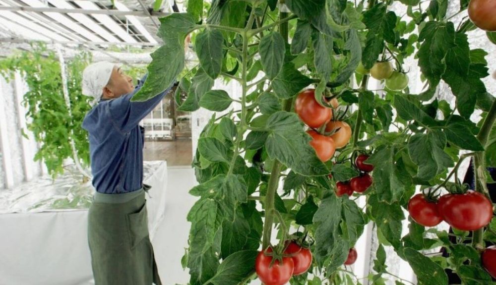 El tomate que reduce la presión arterial ha sido editado genéticamente.