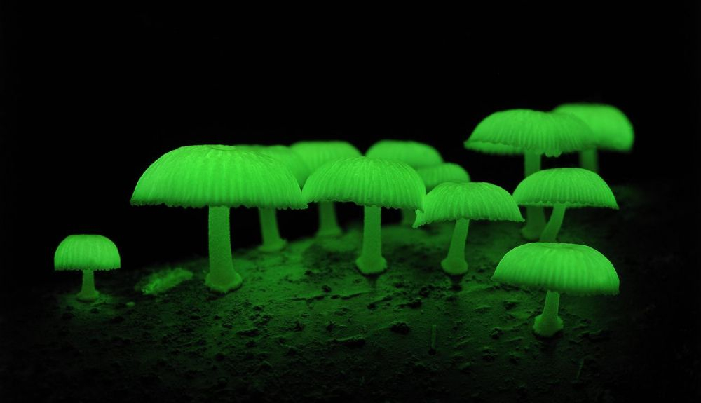 Los hongos bioluminiscentes se encuentran tanto en regiones templadas como en las tropicales Los hongos bioluminiscentes se encuentran tanto en regiones templadas como en las tropicales