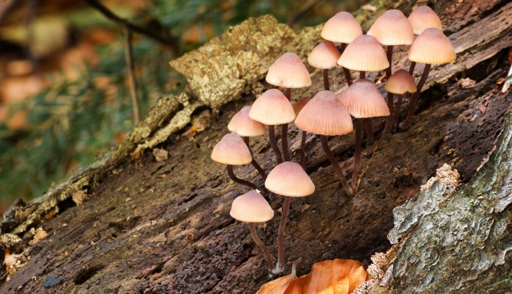 Mycena haematopus son uno de los hongosque más brillan en la oscuridad. Mycena haematopus son uno de los hongosque más brillan en la oscuridad.