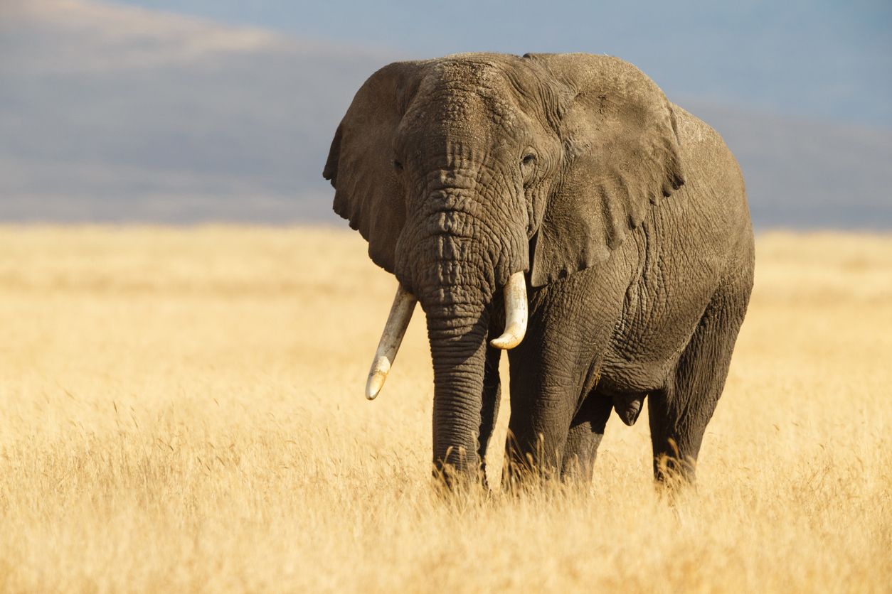 El animal con mejor olfato del mundo es el elefante africano. Foto: IStock.