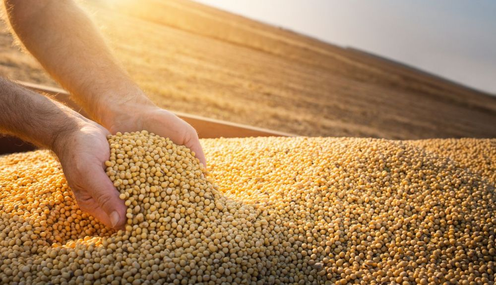 La soja posee un elevado valor nutritivo