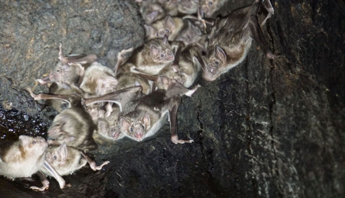 Los murciélagos vampiros comunes (Desmodus rotundus) forman lazos sociales en el dormidero. Foto. ScienceNews.