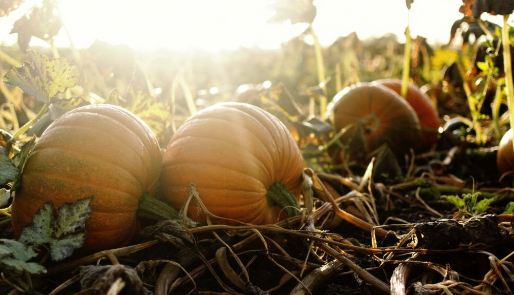 La calabaza es un alimento ideal para disfrutarlo en otoño.