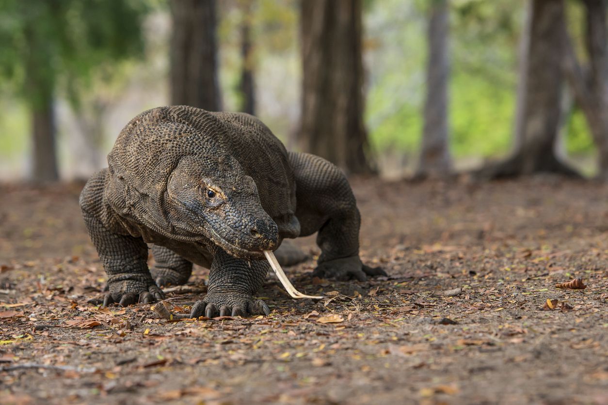 Los lagartos más grandes del mundo son los dragones de Komodo y ahora están en peligro de extinción. Foto: IStock.