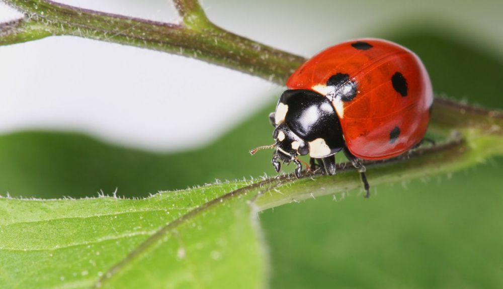 Las mariquitas rojas son las más comunes. Las mariquitas rojas son las más comunes.