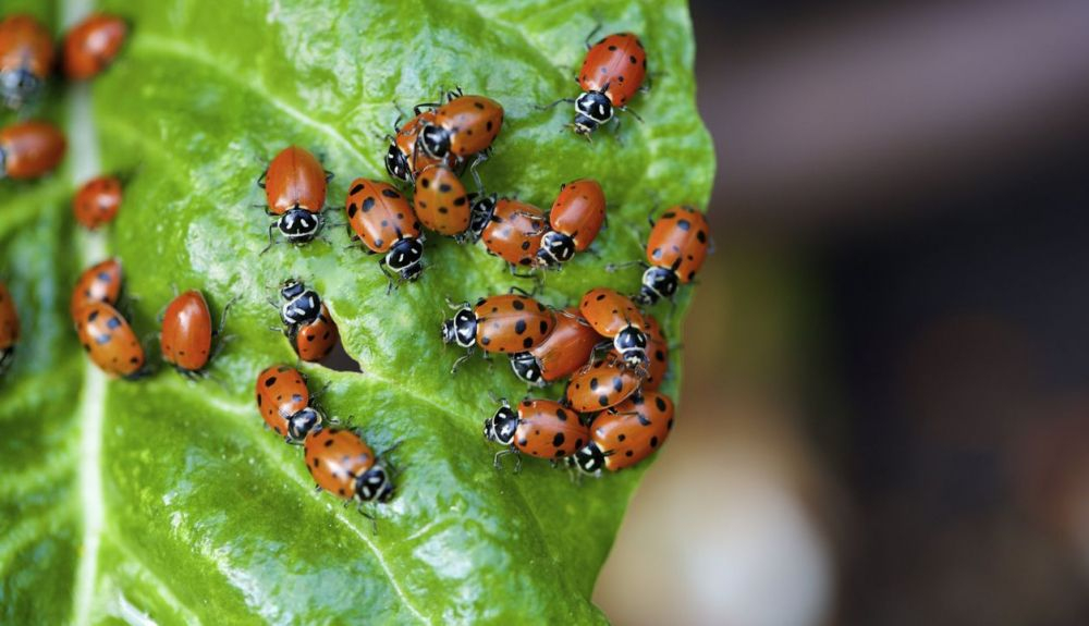 Las mariquitas marrones tienden a esconderse más de sus depredadores porque no son tan tóxicas. Las mariquitas marrones tienden a esconderse más de sus depredadores porque no son tan tóxicas.