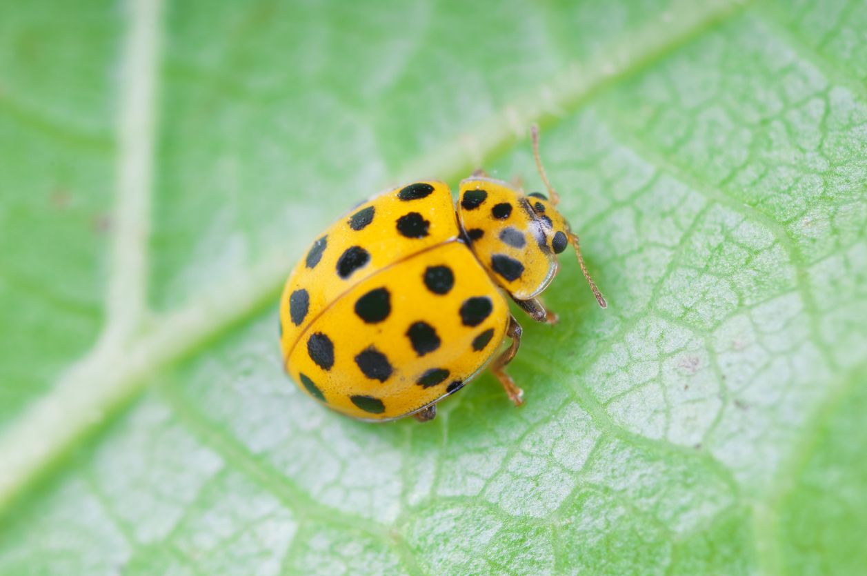 La mariquita venenosa para las aves resulta ser más brillante. Foto: IStock.