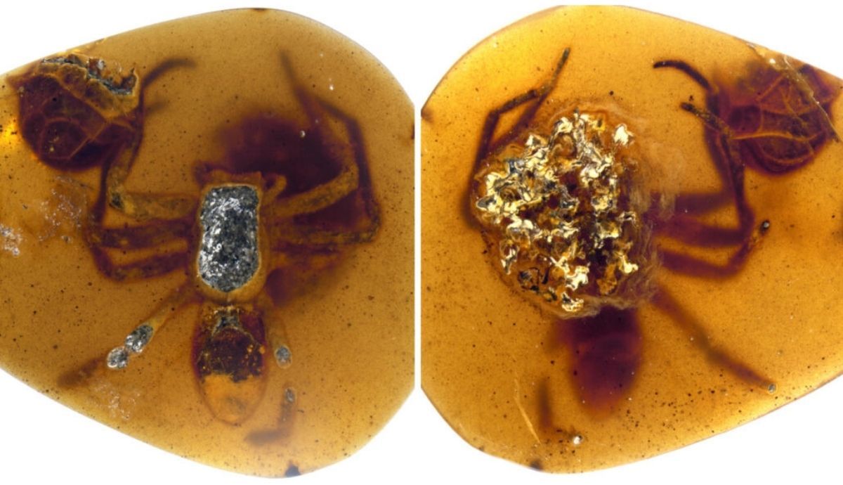 La araña atrapada en el ámbar junto a sus crías tiene 99 millones de años de edad. Foto: ScienceNews.